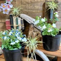 シャガ,バコパ,ロベリア,アリアケスミレ,繋がりに感謝✨の画像