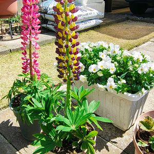 ルピナス,パンジー,ガーデニング,ボタニカルライフ,お庭の植物の画像