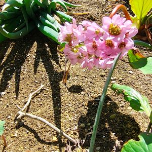 ヒマラヤユキノシタ,ガーデニング,ボタニカルライフ,山野草,お庭の植物の画像