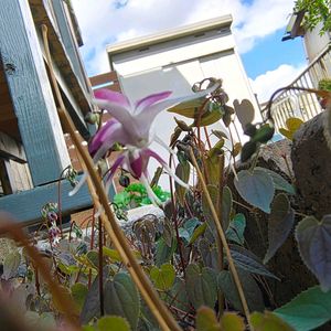 イカリソウ,ガーデニング,ボタニカルライフ,山野草,お庭の植物の画像