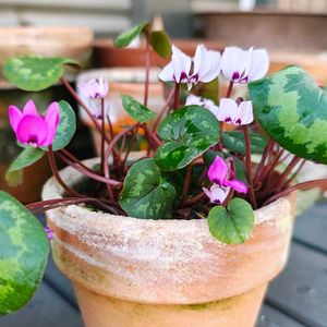 原種シクラメン,ガーデニング,ボタニカルライフ,山野草,お庭の植物の画像