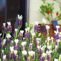 フレンチラベンダー,花壇,ホアナの画像