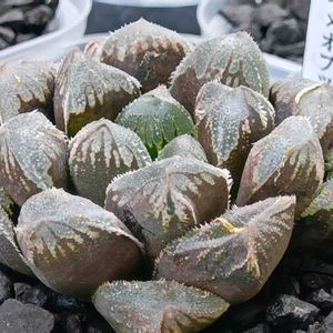 雪ｳｻｷﾞ × ｵﾌﾞﾂｰｻ錦黄色斑,ハオルチア属,多肉ちゃん,ボタニカルライフ,ベランダーの画像