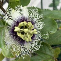 パッションフルーツ,パッションフルーツの実,パッションフルーツ花,パッションフルーツ花,沖縄の画像