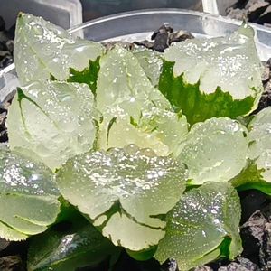 ピグマエア　ミュータント,ハオルチア属,多肉ちゃん,ボタニカルライフ,ベランダーの画像