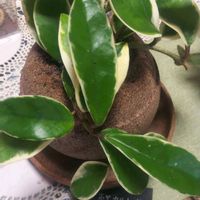 プルーン,プルーン,ホヤ・カルノーサ,ホヤ・カルノーサ,リナリアの画像