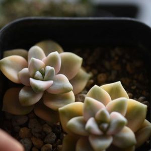 ティテュバンス錦,多肉植物,植中毒,タニラー,岩手県の画像