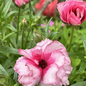 ラナンキュラスラックス,癒し,花のある暮らし,植物のある暮らし,お庭のお花の画像