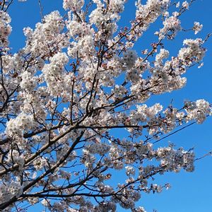 花のある暮らし,緑のある暮らし,我が家の多肉,春だなぁ,はるが来た！の画像