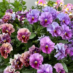 癒し,花のある暮らし,植物のある暮らし,お庭のお花,おうち園芸の画像