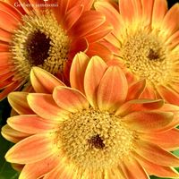 ガーベラ,フラワーアレンジメント,多年草,キク科,花のある暮らしの画像