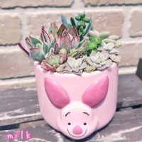 ヒスパニクム,ハムシー,南十字星,万宝,薄氷の画像