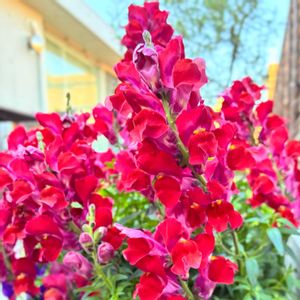 花のある暮らし,緑のある暮らし,ベランダの画像