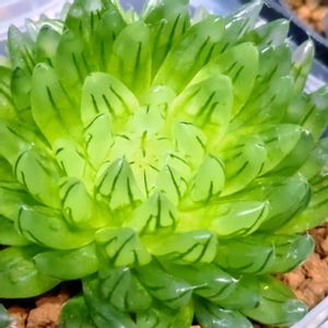 ハオルチア,多肉大好き,サボテン科,多肉植物とサボテン,多肉狩りの画像