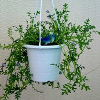 ネモフィラ,ランタナ,ベランダの画像