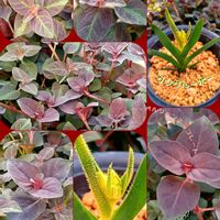 リシマキアミッドナイトサン,カンガルーポー,コプロスマ,コプロスマ カールレッド,リシマキアペルシャンチョコレートの画像