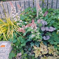 アジュガ,カレックス,ツルニチニチソウ,ヘデラ,ユキノシタの画像