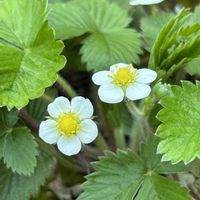 ギボウシ,ギボウシ,シャクヤク,シャクヤク,ワイルドストロベリーの画像