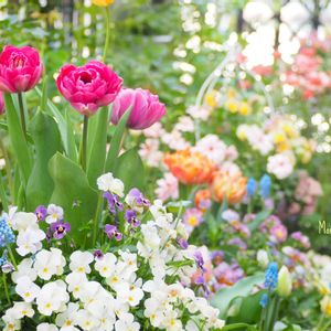 チューリップ・ブルーダイヤモンド,寄せ植え,かわいいな♡,植物のある暮らし,植中毒の画像