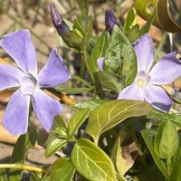 ツルニチニチソウ,山野草,キョウチクトウ科,里山,お出かけ先の画像