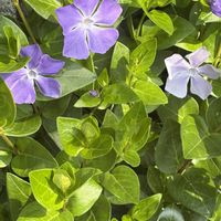 ツルニチニチソウ,山野草,キョウチクトウ科,里山,お出かけ先の画像