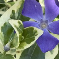 ツルニチニチソウ,山野草,キョウチクトウ科,里山,お出かけ先の画像