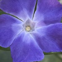 ツルニチニチソウ,山野草,キョウチクトウ科,里山,お出かけ先の画像