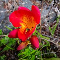 ツルニチニチソウ,ツルニチニチソウ,フリージア,フリージア,我が家のお花たちの画像