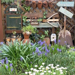 松ぼっくり,マイガーデン,いつもありがとう♡,手作りの庭,多肉のある暮らしの画像