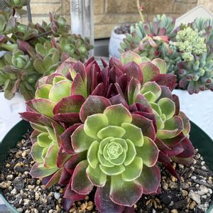 アエオニウム 属,アエオニウム　ミルクホワイト,多肉植物,アエオニウム,アエオニウム属の画像