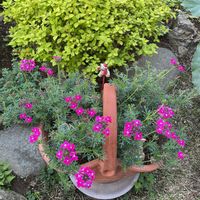 アリッサム,チューリップ,パンジー,シモツケ ライムマウンド,宿根バーベナの画像