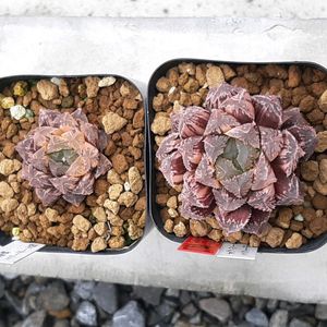 ハオルチア,ハオルシア,ミラーボール錦,ミラーボール錦,多肉植物の画像