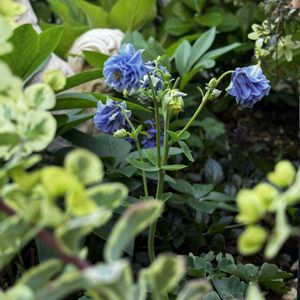 手作りの庭,花のある暮らし,ナチュラルスタイル,GS映え,小さな庭の画像