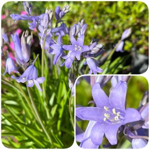 鉢植え,軒下,小さな庭の画像