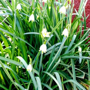 エントランス,小さな庭の画像