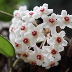 ホヤ・カルノーサ,サクララン,サクララン,ホヤ(サクララン),ワックスプラントの画像