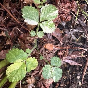 モミジ,カエデ,キンミズヒキ,鉢植え,ベランダガーデニングの画像