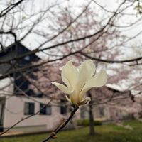 白木蓮,お散歩,道端,花のある暮らし,春の訪れの画像