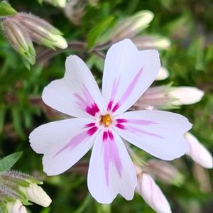 芝桜,シバザクラ 多摩の流れ,我が家の花壇,季節の花,花のある暮らしの画像