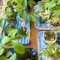 コナラ,コナラ,イロハモミジ,イロハモミジ,盆栽の画像