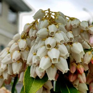 観葉植物,はなはな,花のある暮らし,花の写真,花のある生活の画像