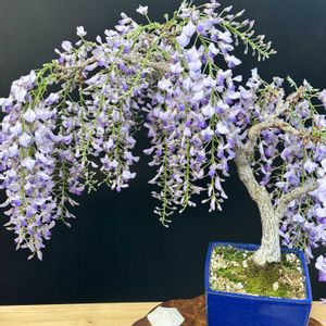 フジ,藤の花,一才藤,テラス,ベランダの画像