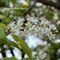 ウワミズザクラ,ユスラウメ,しだれ桜,山野草,モフモフの画像