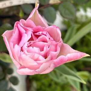 植物のある暮らし,お花のある暮らし,玄関アプローチの画像