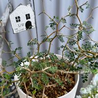 ソフォラ　リトルベイビー,小さなお庭,杉山拓巳 プレミアム用土の画像