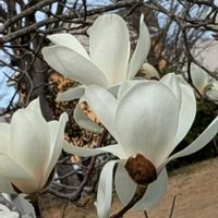 ハクモクレン,山野草,癒し,花のある暮らし,綺麗の画像