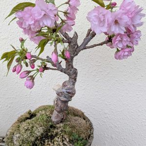 旭山桜,盆栽,花のある暮らし,#多肉#多肉植物#たにく,おうち園芸の画像