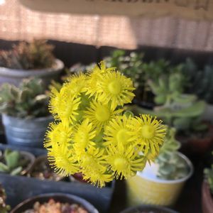 グリーンノビア,多肉植物,多肉大好き,グリーンノビアオーレム錦,ベランダの画像
