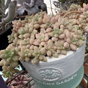 姫秋麗,多肉植物,可愛い多肉ちゃん❤︎,癒し…♡,多肉女子の画像