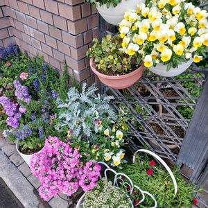 ガーデニング,もうこれ以上増やせない,狭すぎる庭,小さな庭の画像